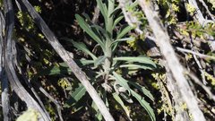 Boechera californica