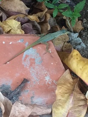Anolis roquet