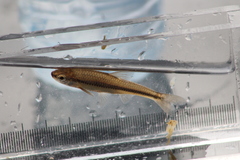 Notropis heterodon
