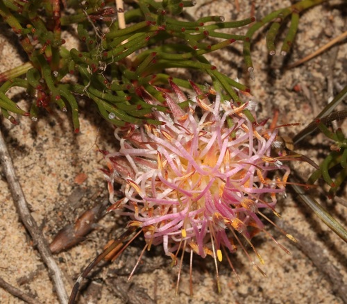 Image of Serruria gracilis by (c) Brian du Preez, some rights reserved (CC BY-SA)
