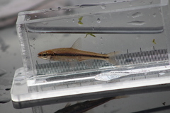 Notropis heterodon