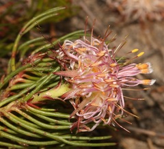 Serruria gracilis