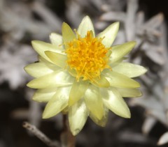 Syncarpha staehelina