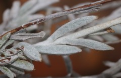 Syncarpha staehelina