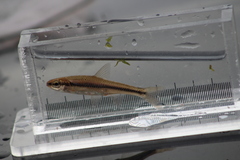 Notropis heterodon