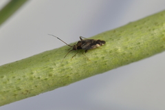 Chinamiris indeclivis