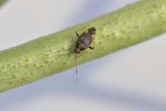 Chinamiris indeclivis