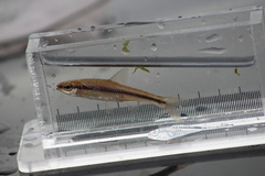 Notropis heterodon