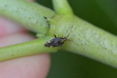 Chinamiris indeclivis