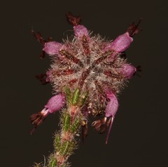 Erica eriocephala