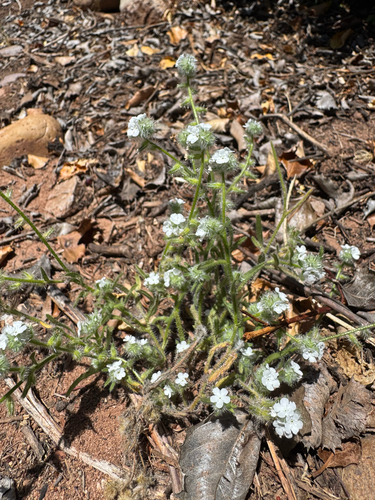 Cryptantha intermedia