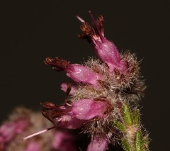 Erica eriocephala