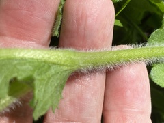Parthenium auriculatum