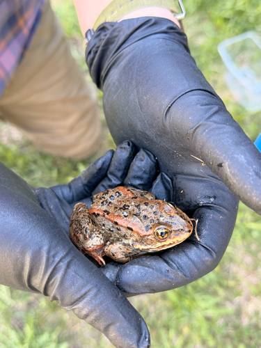 Columbia Spotted Frog