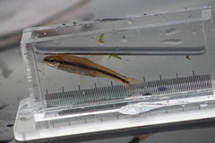 Notropis heterodon