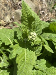 Parthenium auriculatum