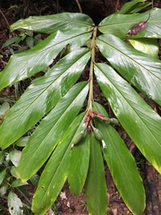 Alpinia arctiflora