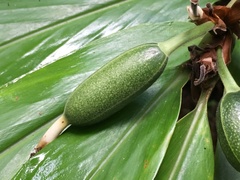 Alpinia arctiflora