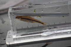 Notropis heterodon