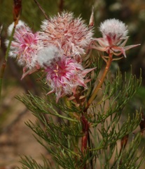 Serruria rosea