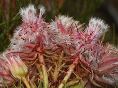 Serruria rosea