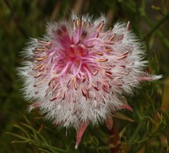 Serruria rosea