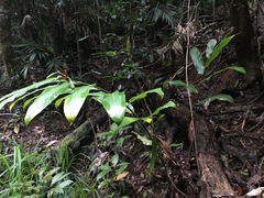 Alpinia arctiflora