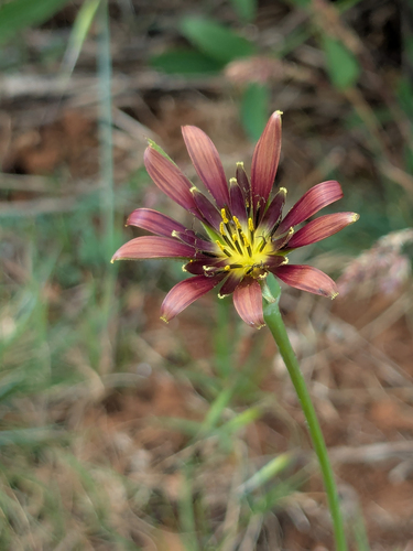 Tragopogon crocifolius (Tragopogon crocifolius)