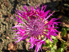 Centaurea polyacantha