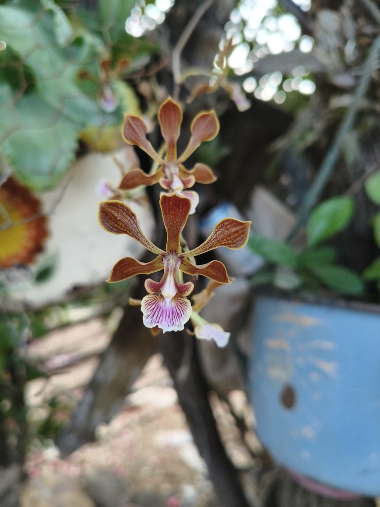 Encyclia meliosma (Rchb.f.) Schltr.
