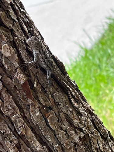 Featured image for “Texas Spiny Lizard”