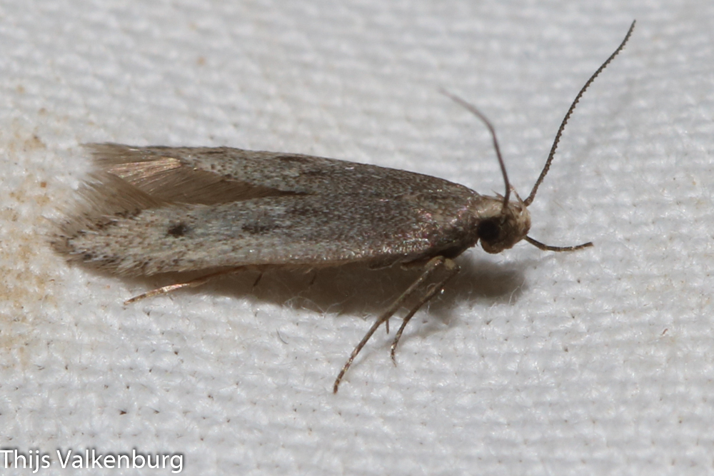 Kasyniana indistinctella