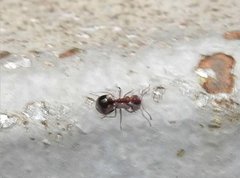 Dolichoderus sibiricus