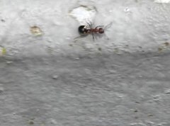 Dolichoderus sibiricus