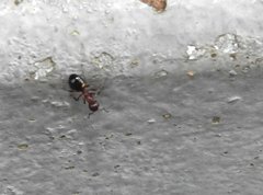 Dolichoderus sibiricus