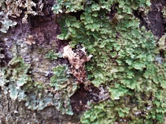 Pseudocyphellaria montagnei
