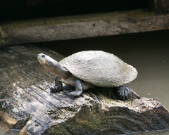 Yellow-Spotted River Turtle photo 5
