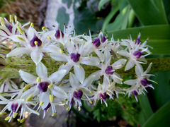 Eucomis comosa