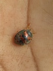 Epilachna varivestis