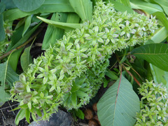 Eucomis comosa