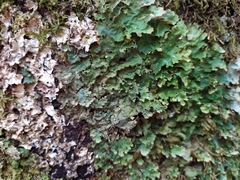 Pseudocyphellaria montagnei