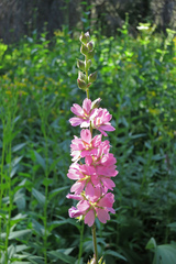 Sidalcea oregana oregana