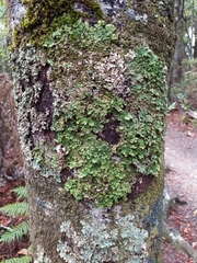 Pseudocyphellaria montagnei