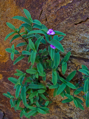 Tradescantia brevifolia
