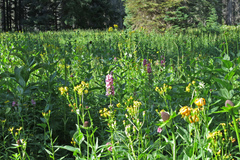 Sidalcea oregana oregana