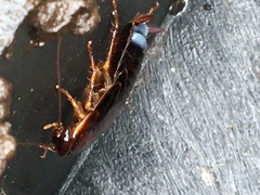 Blattoidae