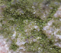 Bacidina delicata