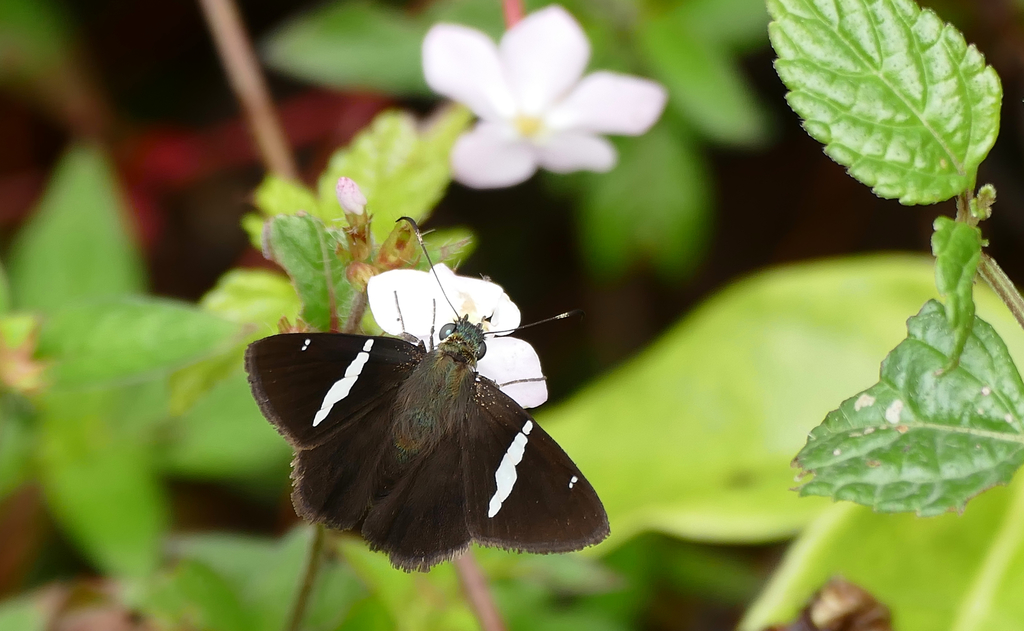 Broad Banded-Skipper