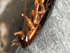 Blattoidae