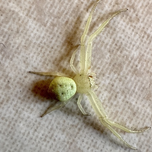 Misumenops mexicanus